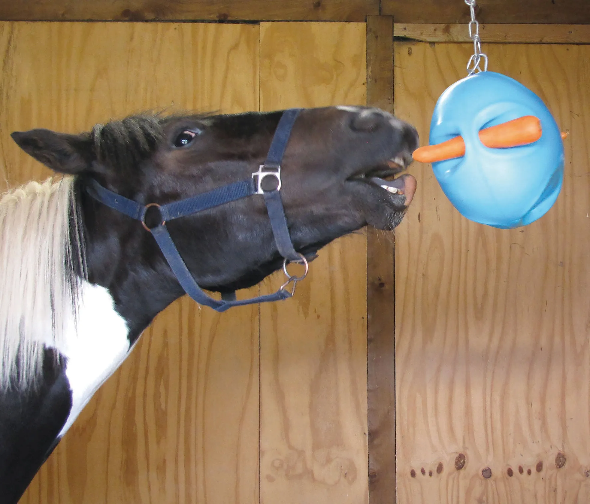 Carrot Ball